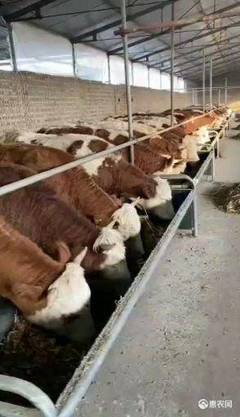 [肉牛肉牛基地现售大小肉牛好品种好饲养价格5200头