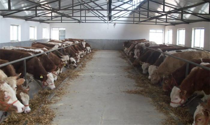 肉牛供应基地英霞养殖在线咨询威远县肉牛供应